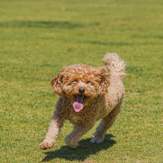 toy cavapoo with curly hair running on grasss